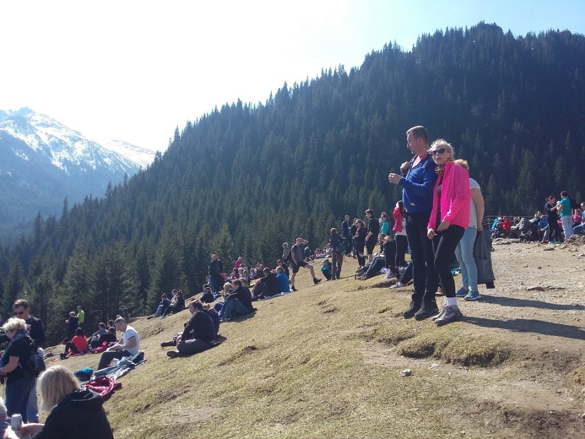 Tatry. Tłumy podziwiały krokusy na Kalatówkach [ZDJĘCIA]