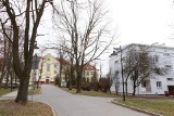 Wytną drzewa w centrum Kielc, ale mniej niż planowano. Marszałek nie wydał zgody na wszystkie 