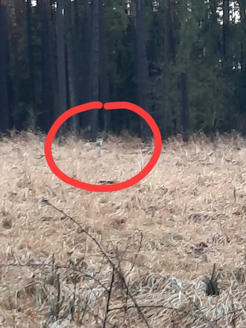 To najnowsze zdjęcie wilka żyjącego w podopolskich lasach.