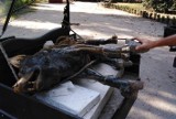 Poznań: Nieznani sprawcy zniszczyli figurę wilka w Starym Zoo [ZDJĘCIA]