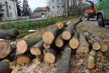 Myślenice. Wycinka drzew w centrum miasta. I protest grupy mieszkańców [ZDJĘCIA]