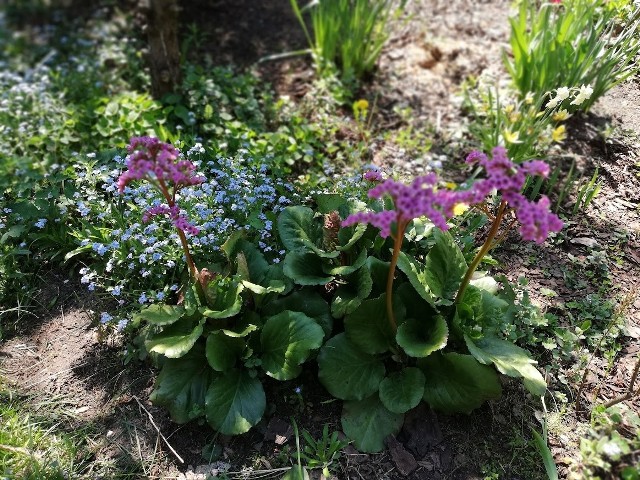 Kwitnąca bergenia dobrze zniesie cień.