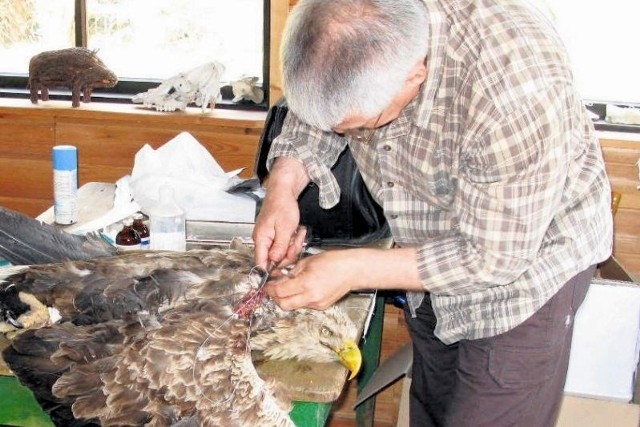 Weterynarz Dariusz Poznański opatruje w Poczopku uratowanego orła bielika