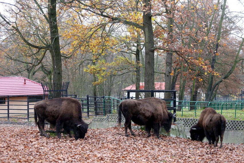 Zoo w Chorzowie jest otwarte mimo pandemii koronawirusa....