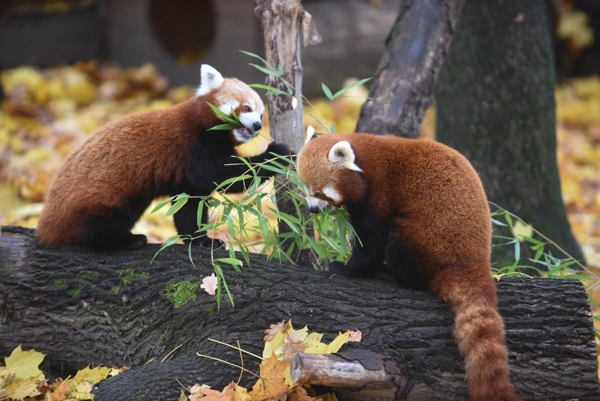 W toruńskim Ogrodzie Zoobotanicznym żyje wiele egzotycznych...