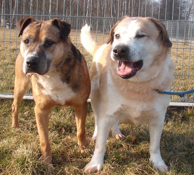Misiek i Rudy to jedne z najdłużej przebywających psów w schronisku