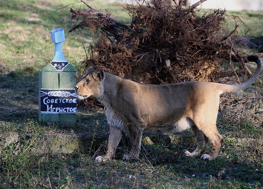 Łodzianie mogą podarować własnoręcznie wykonany gadżet mieszkańcom zoo