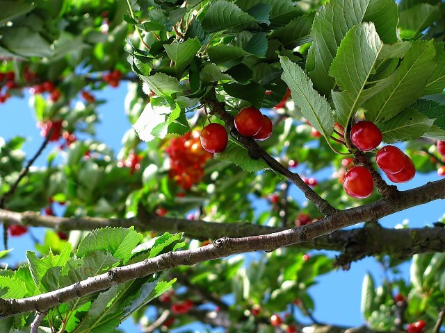 Ta para to klasyka gatunku wśród niezbyt lubiących się drzew owocowych. Konkurują ze sobą, zazwyczaj przegrywa wiśnia, której plony są słabsze.