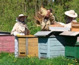 Społeczna straż pszczelarska powstała w Świeciu