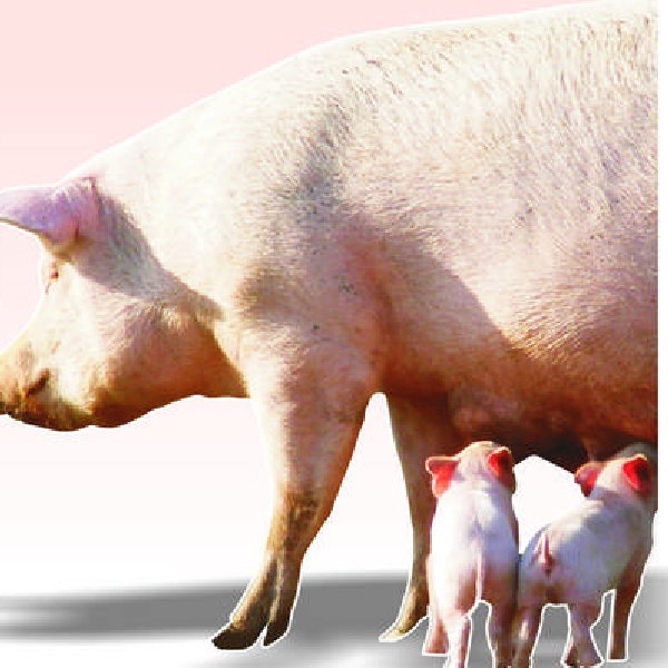Trzoda chlewna. Kurs euro pomógł producentom wieprzowiny wyjść z finansowego dołka