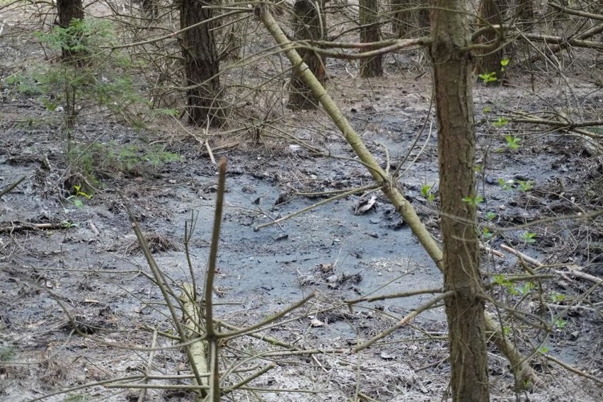 Nieczystości w lesie. Leśnicy z Czarnej Białostockiej ujawnili sprawców. Wylewali nieczystości do lasu w pobliżu ujęcia wody [ZDJĘCIA]
