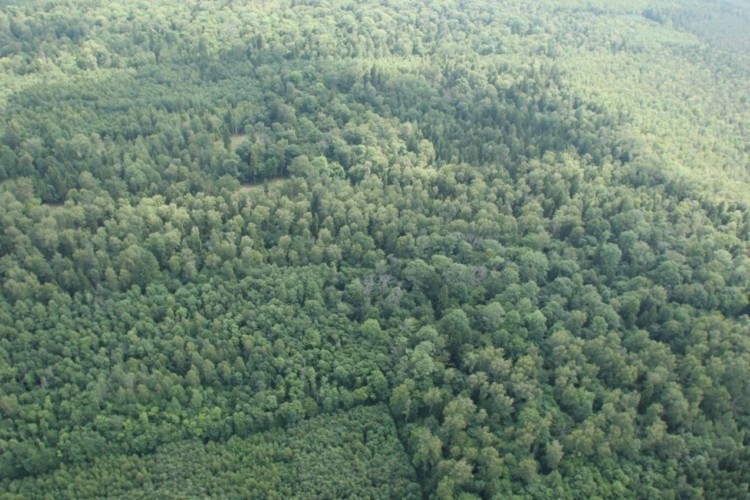 Lasy w nadleśnictwie Czarna Białostocka