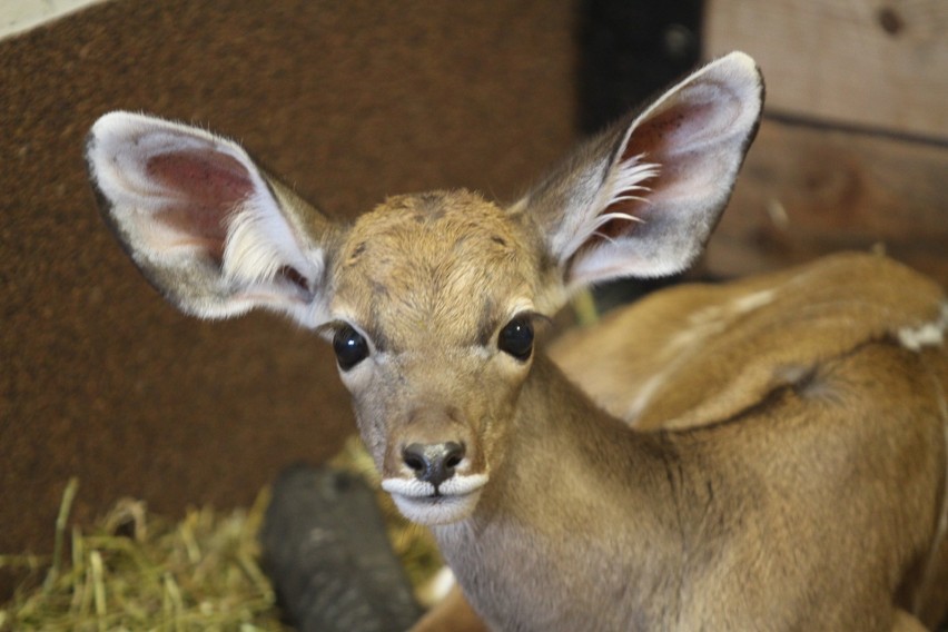 Śląski Ogród Zoologiczny ma małą samicę wielkiego kudu 