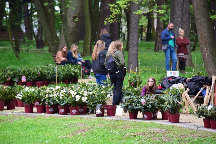 W parku miejskim w Krośnie posadzono czterysta rododendronów. To dar od niemieckiego Edewechtu [ZDJĘCIA, WIDEO]