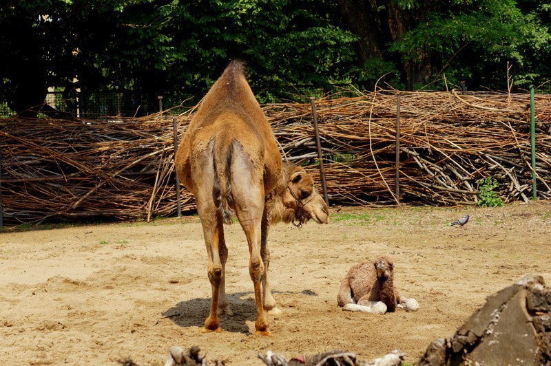 Dwa nowe wielbłądy we wrocławskim zoo. Mali wrocławianie zachwyceni! (ZDJĘCIA, FILMY)