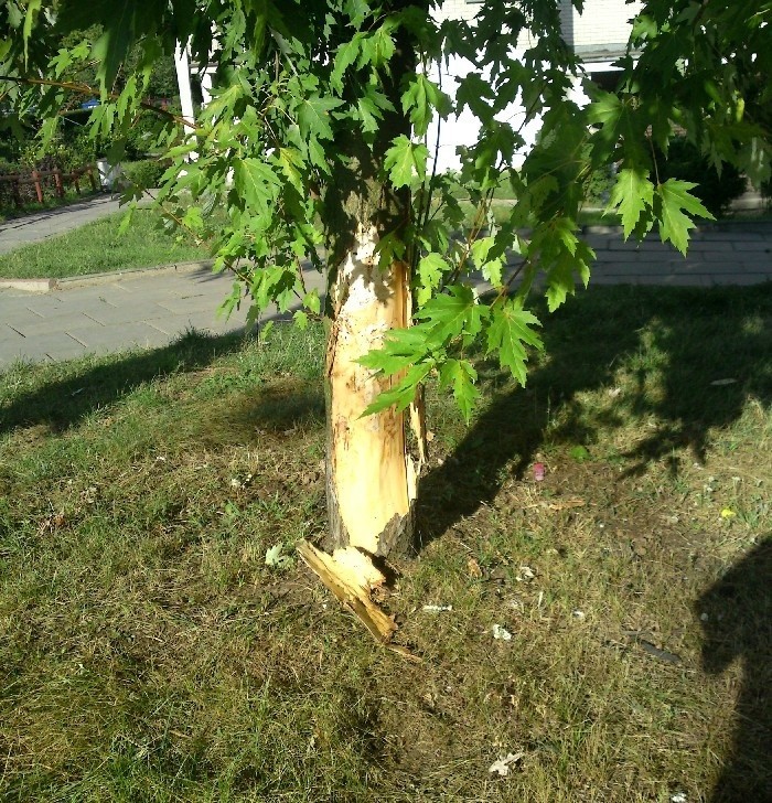 Drzewo, w które uderzyło bmw, jest tylko lekko odrapane.