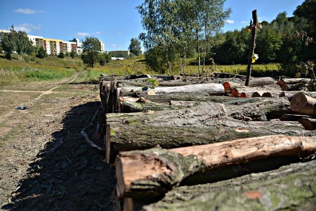 Wycinka w Starym Gaju ma trwać do końca września