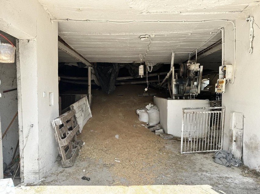 Katastrofa budowlana we Wrzącej pod Sieradzem. Zawalił się strop. 150 świń zostało przygniecionych przez gruz i zboże ZDJĘCIA