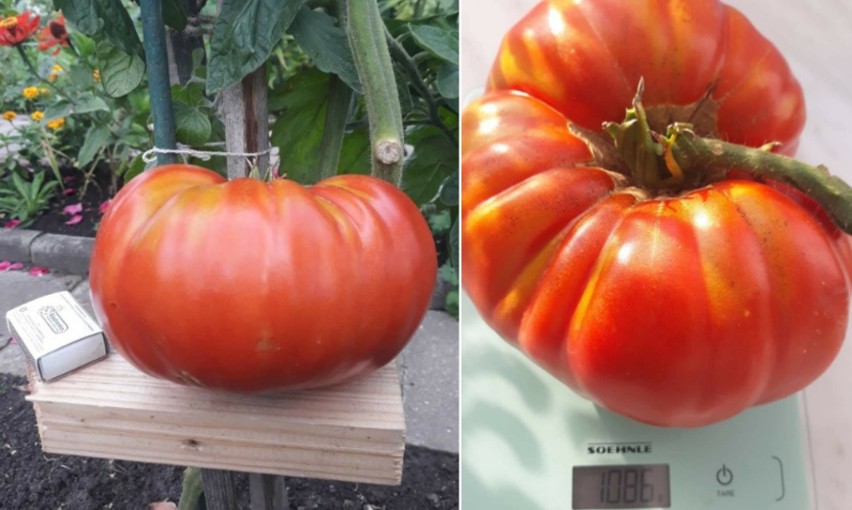 Pomidory giganty działkowiczki Tereni