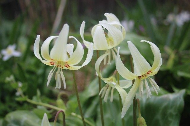Kwiaty psizębu przypominają miniaturki lilii. Mogą być w różnych kolorach, na zdjęciu odmiana White Beauty.