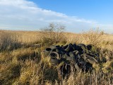 Gatunki pięknych ptaków i... sterta opon! Tak wygląda Kozłówka w Inowrocławiu. Zobaczcie zdjęcia