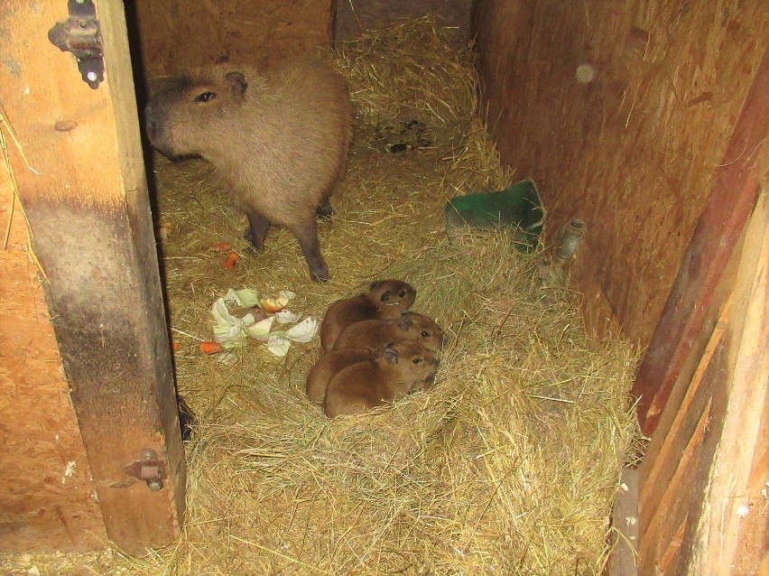 Małe kapibary w ZOO w Dolinie Charlotty razem z matką.