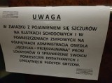 Szczury rozmnożyły się w zsypie bloku przy al. Śmigłego-Rydza 