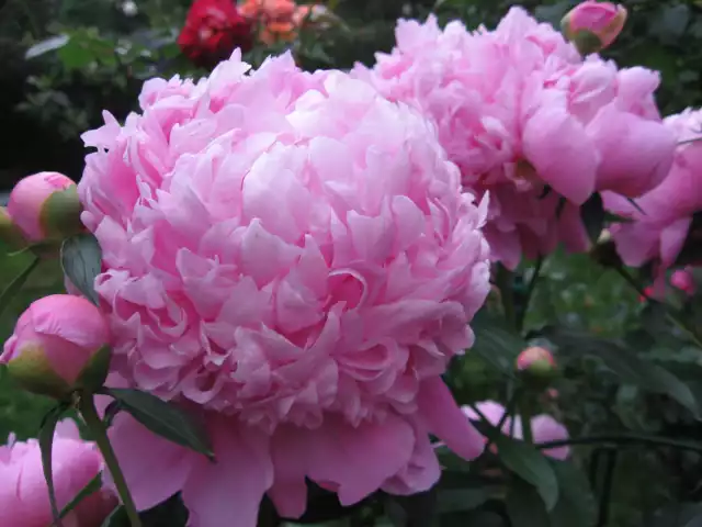 Najpiękniej pachną odmiany o różowych i białych kwiatach