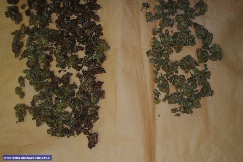 Pieńsk: Policjanci przechwycili ponad 800 porcji marihuany