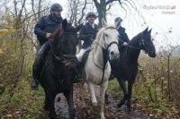 Ściganie lisa i pokaz umiejętności w Pszczynie. Chorzowska policja konna świętowała Hubertusa