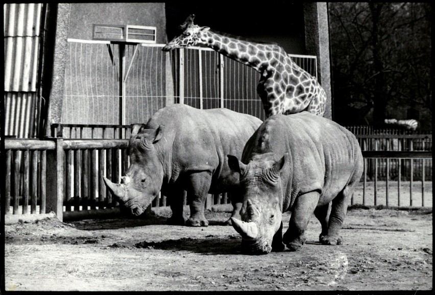 Archiwalne kadry ze Śląskiego Ogrodu Zoologicznego