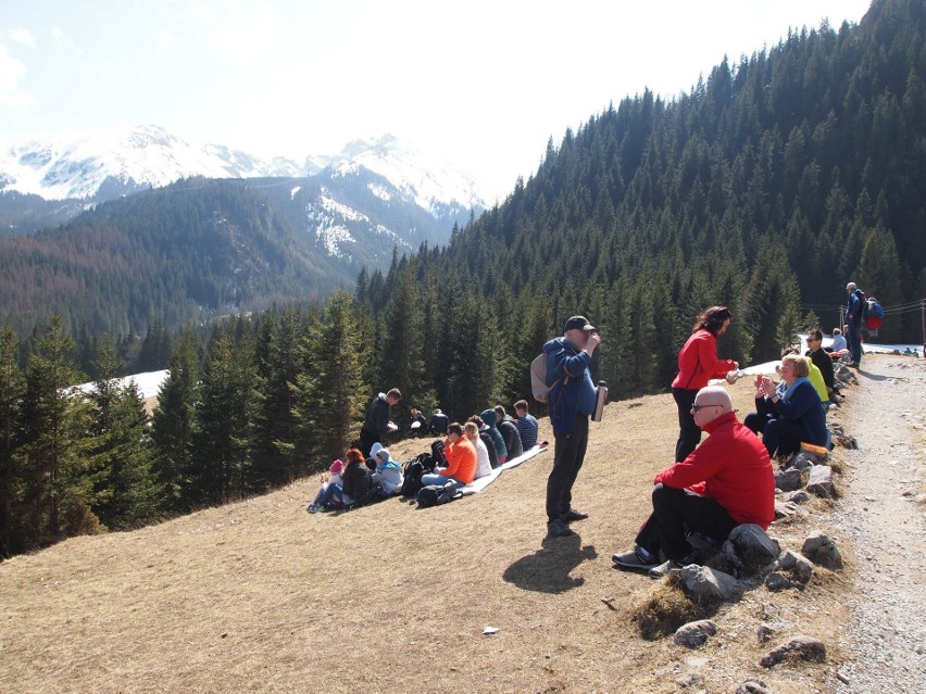 Tatry. Krokusy są także na Kalatówkach [ZDJĘCIA]