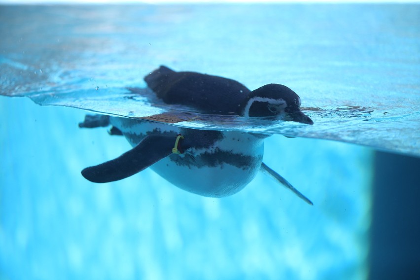 Mieszkańcy Śląskiego Ogrodu Zoologicznego....