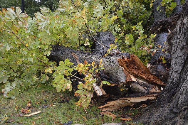 Zniszczenia po przejściu Orkanu Ksawerego w Gorzowie.