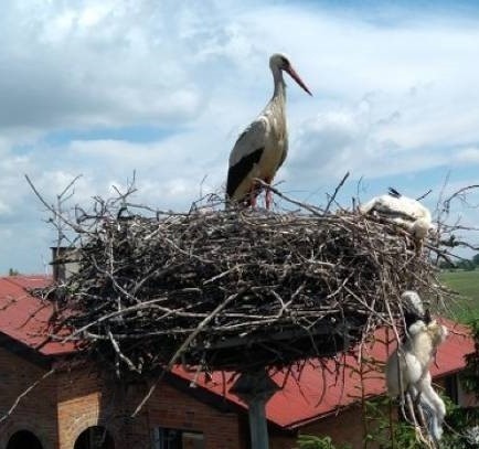 Strażacy na ratunek młodym bocianom!