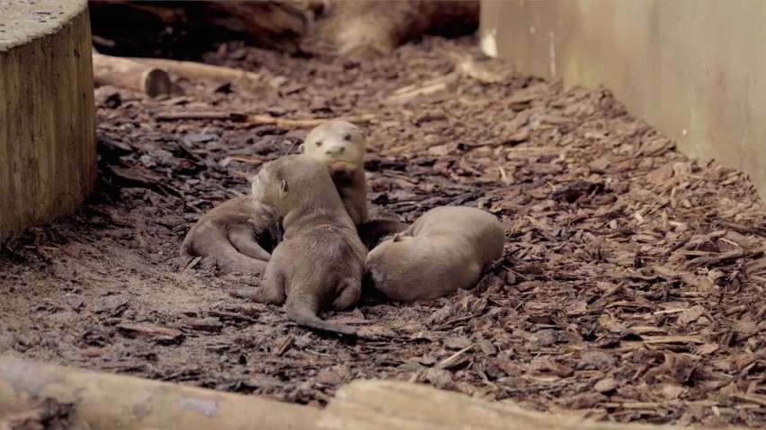 W łódzkim zoo urodziły się trzy wydry amazońskie 