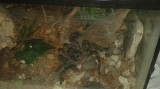 Jadowity pająk w akwarium trafił na śmietnik. A stamtąd w ręce przerażonego miłośnika hodowli rybek. Musiała interweniować Straż Miejska