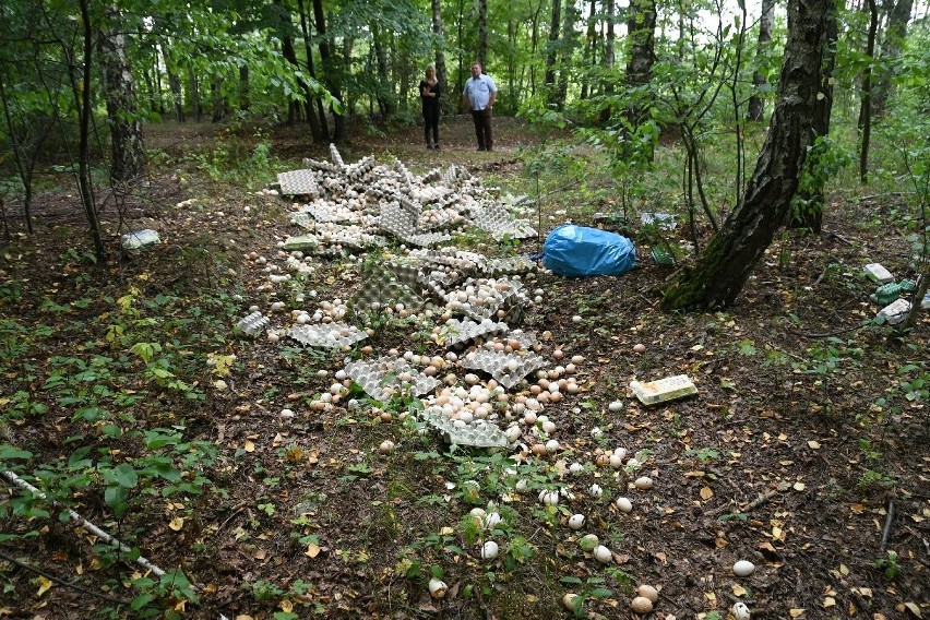 Niesamowity smród w lesie koło Micigozdu. Ktoś wyrzucił tam tysiące jaj!