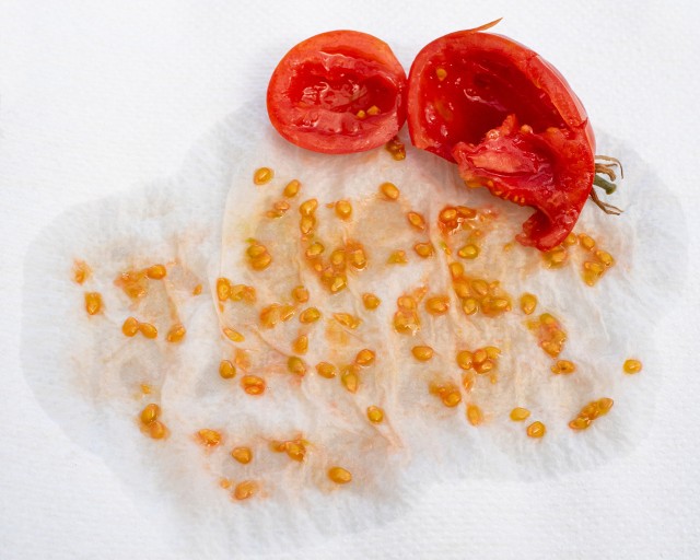 Jeśli pozyskamy nasiona z pomidorów oznaczonych symbolem F1, to pamiętajmy, że w następnych pokoleniach cechy tych odmian nie są już tak dominujące. Dlatego pomidory z takich nasion mogą nie dać udanego plonu, osiągnąć inny wygląd i smak.