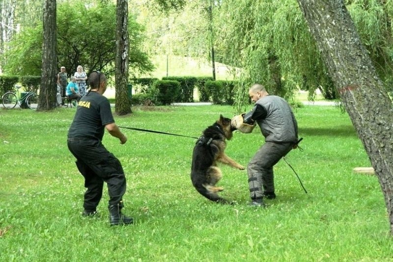 Policyjne psy ćwiczyły w parku