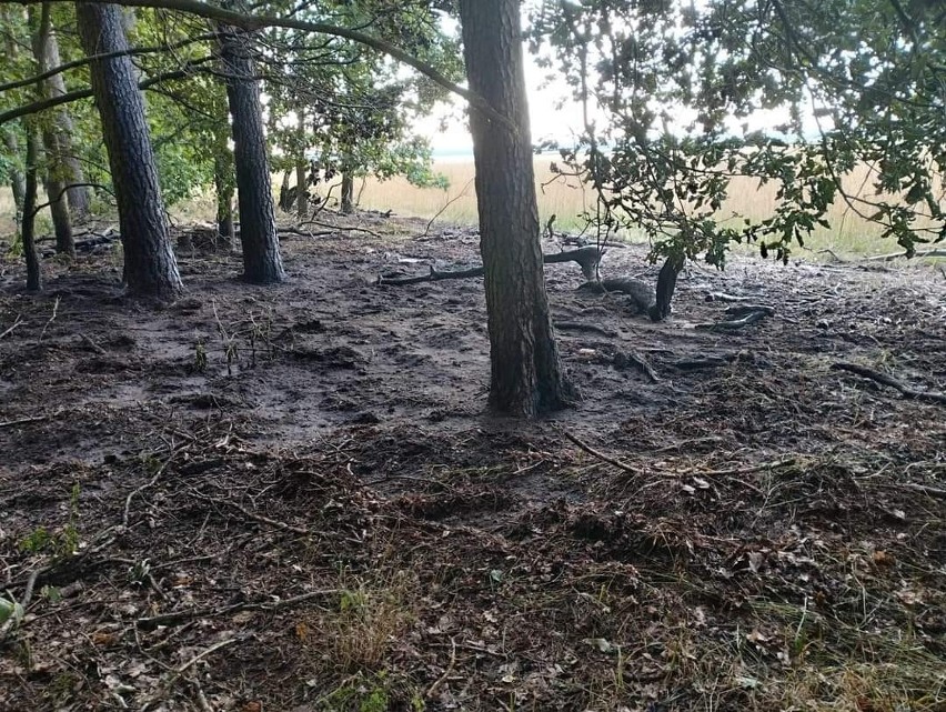 Do pożaru poszycia leśnego w miejscowości Gierkowo doszło w...