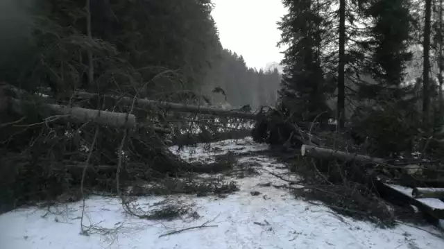 Zatarasowany szlak do Morskiego Oka. Na drodze leżą powalone przed wiatr drzewa