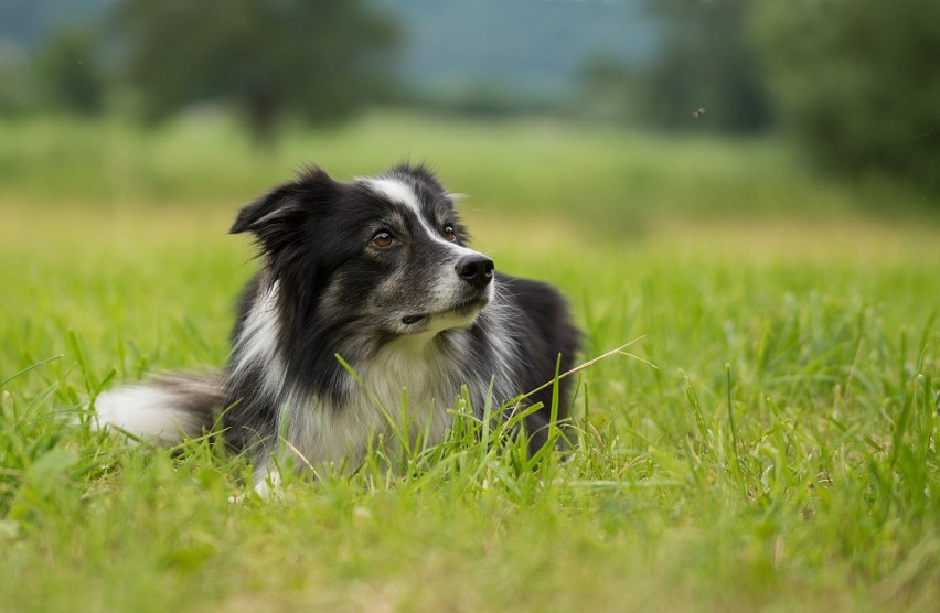 BORDER COLLIE...