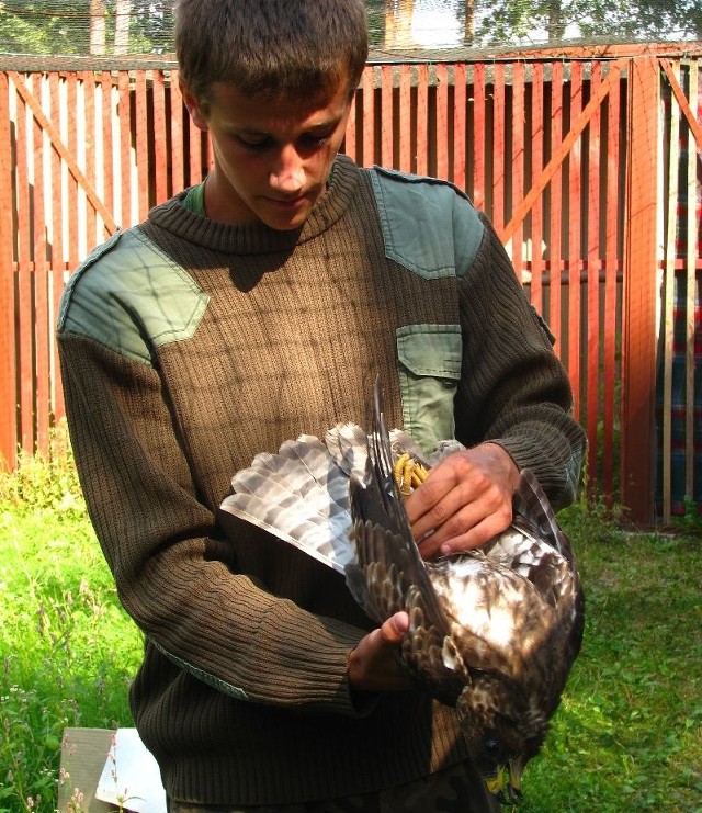 Sokolnik z Zagnańska Piotr Papiński zaopiekował się ptakiem.