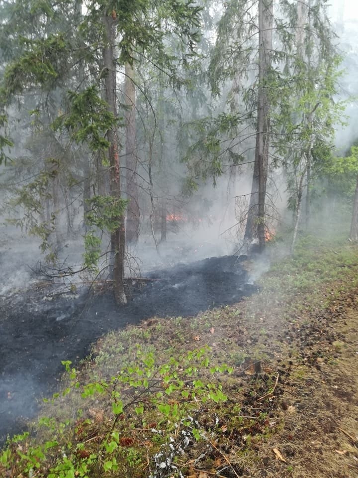 Plaga pożarów traw w powiecie koneckim. Zobacz na zdjęciach, jak niebezpieczny to proceder