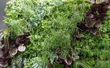 Zielone ściany z żywych roślin