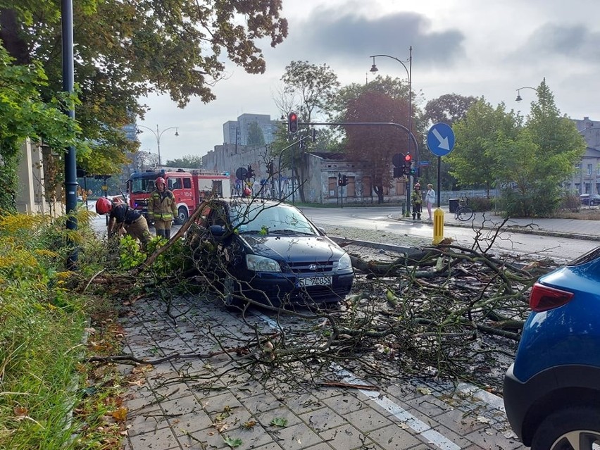 Drzewo runęło na samochód w centrum Łodzi. Konar usunęli strażacy ZDJĘCIA