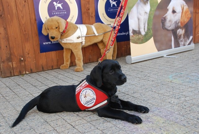 Poznańska Fundacja Labrador – Pies Przewodnik od 16 lat zajmująca się szkoleniem psów przewodników dla osób niewidomych i słabowidzących postanowiła pomóc także osobom ze zdiagnozowaną cukrzycą i zespołem stresu pourazowego (PTSD).