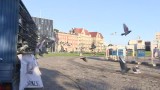 Gdańsk. 700 gołębi pocztowych wyleciało w symbolicznym geście [WIDEO, ZDJĘCIA]