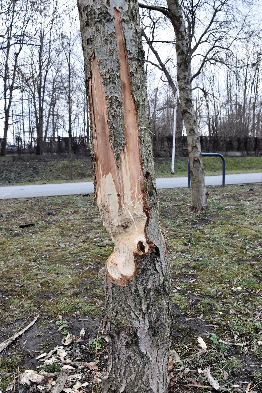 Drzewa nadgryzione przez bobry nad Młynówką.
